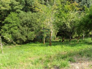 Finca