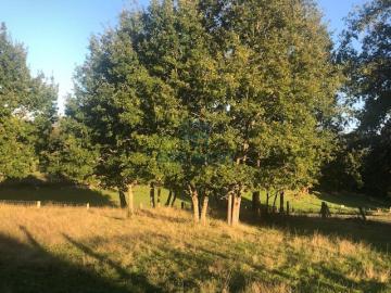 Finca